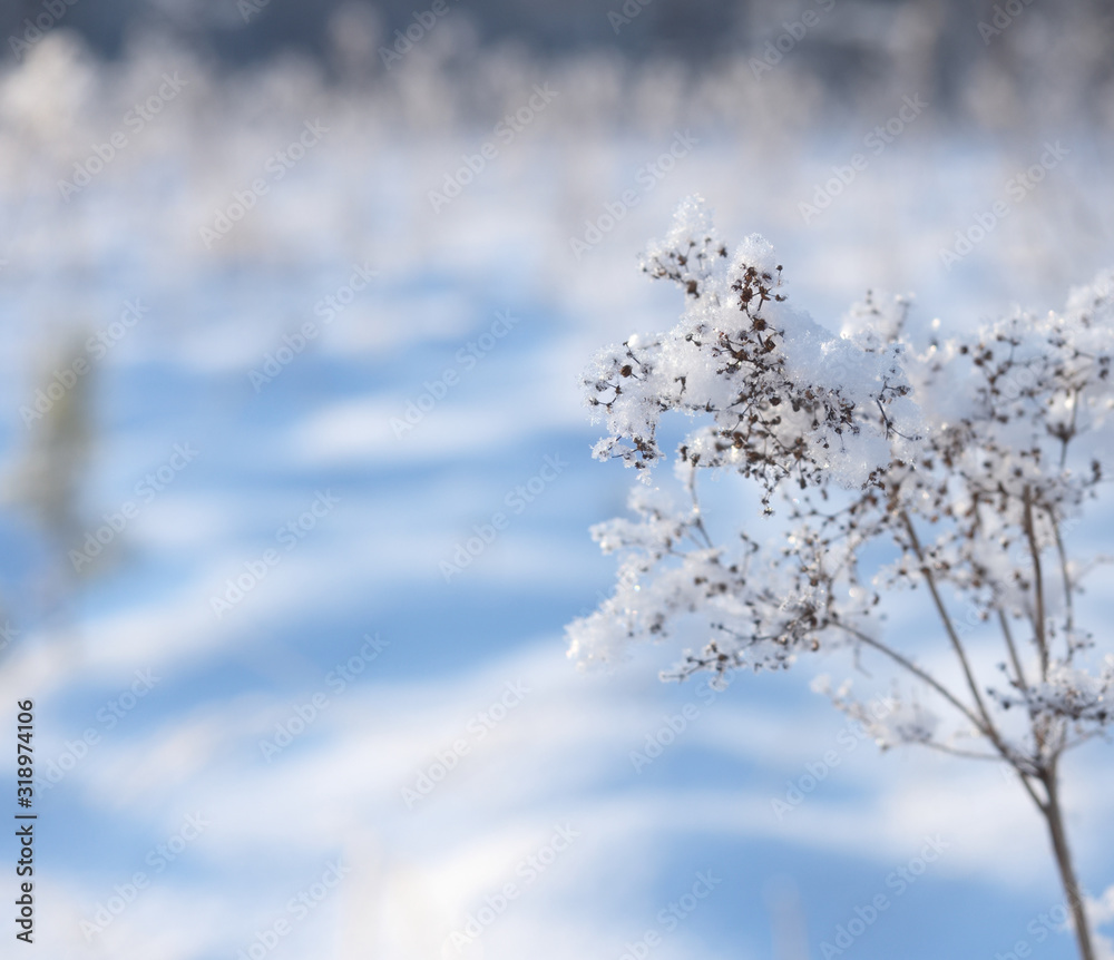 Winter day, flower twig covered with snowflakes and ice crystals. Russian winter. Shallow depth of field, selective focus Winter day, flower twig covered with snowflakes and ice crystals. Russian winter. Shallow depth of field, selective focus