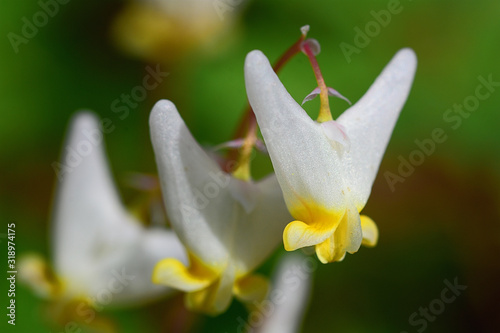 Dutchman's breeches (Dicentra cucullaria) blooming in spring along the Avon Trail in southern Ontario, Canada. photo