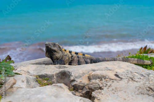 Iguana in ancient mayan site Tulum. Animal photo in nature. Wallpaper, travel, wildlife image. Mexico. Yucatan. Quintana roo.