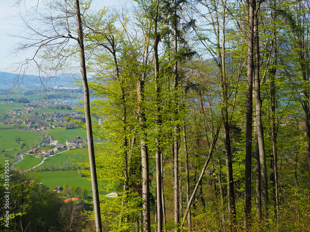 Wandern am Mondsee Wandern am Mondsee