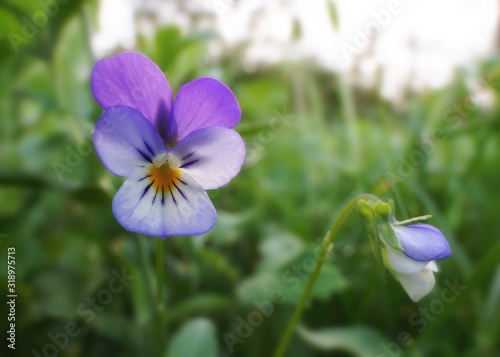 Veilchenbl  te im Gras mit Weitwinkel fotografiert  Hintergrund unscharf