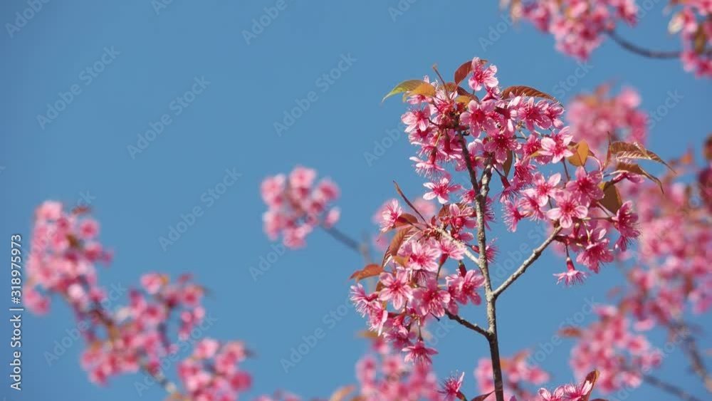 Pink sakura flower, Cherry blossom, Himalayan cherry blossom swaying in wind close up nature outdoor background in Thailand. Pink sakura flower, Cherry blossom, Himalayan cherry blossom swaying in wind close up nature outdoor background in Thailand.