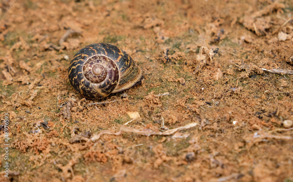 Photo of an earthen land snail with a beautiful patterned multi-colored shell Photo of an earthen land snail with a beautiful patterned multi-colored shell