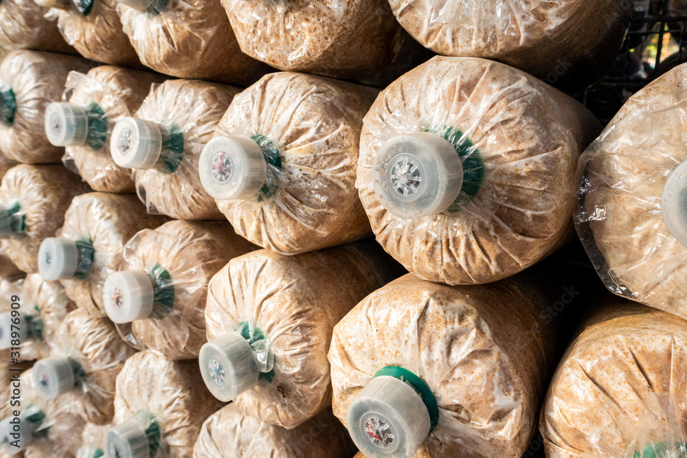 Close up mushroom in farm, Thai mushroom farm. Close up mushroom in farm, Thai mushroom farm.