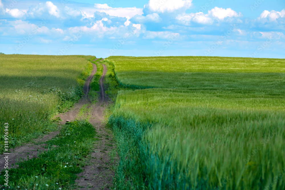 Obraz premium blue sky and field with green grass along which the dirt road