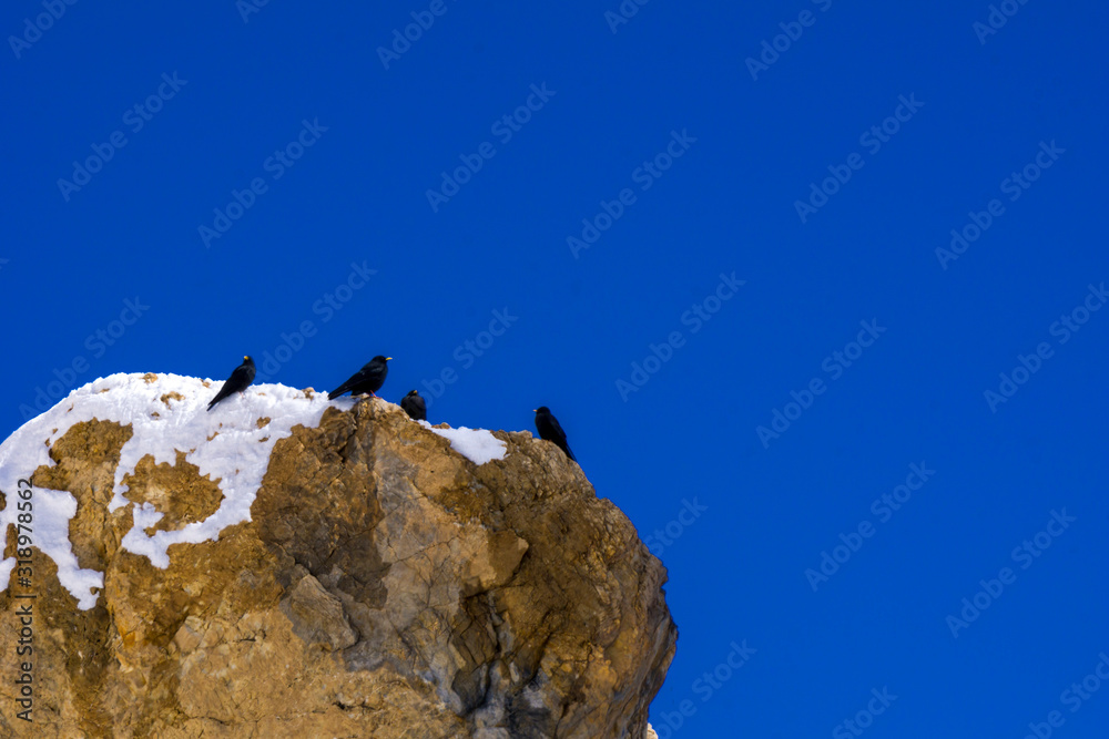 birds on a mountain birds on a mountain
