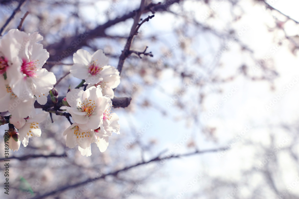 background of spring cherry blossoms tree. selective focus background of spring cherry blossoms tree. selective focus