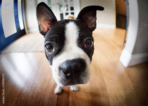 Cute Black And White Boston Terrier Dog 
