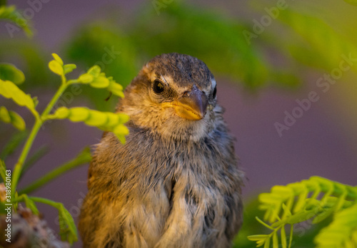 passer domesticus in a garden © Sonia