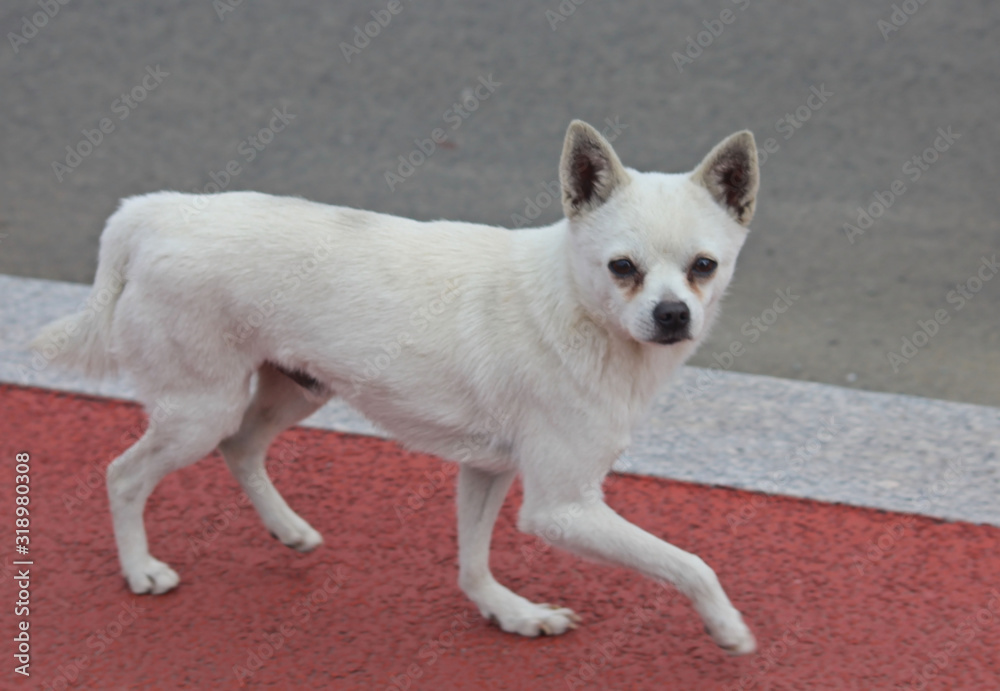 Fototapeta premium 흰 강아지