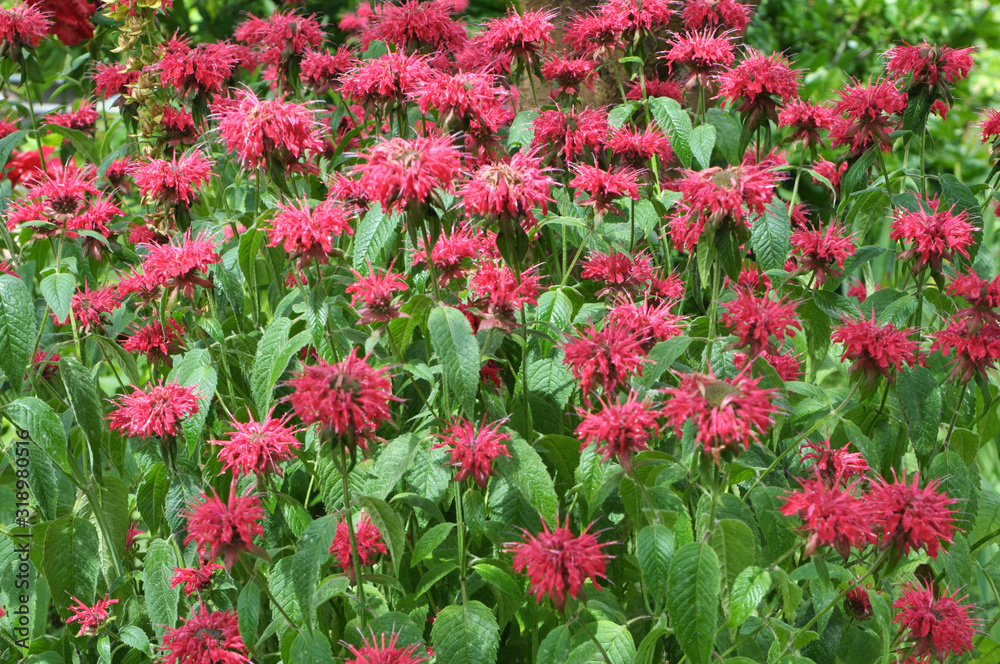 In the garden red flowers in bloom monarda