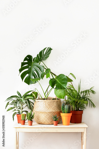 Potted home plants front view, home gardening concept