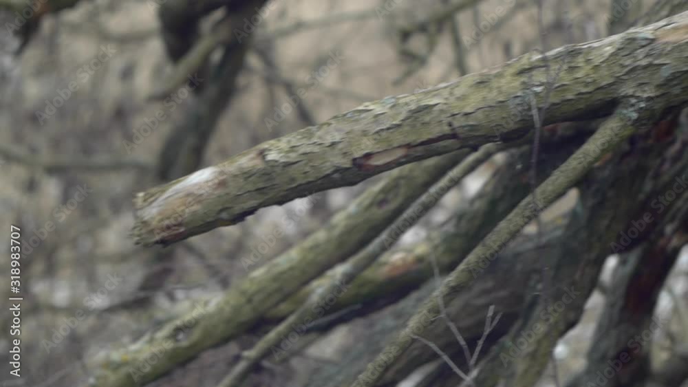 Dried tree branches, blurred background Dried tree branches, blurred background
