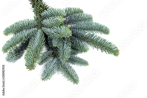 coniferous natural branches close-up branches of blue spruce on a white background