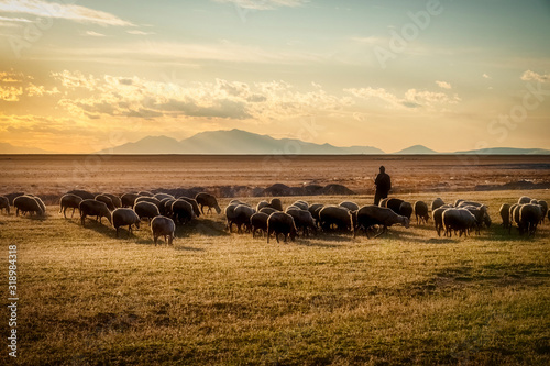 Fototapeta sheep and shepherd at sunset