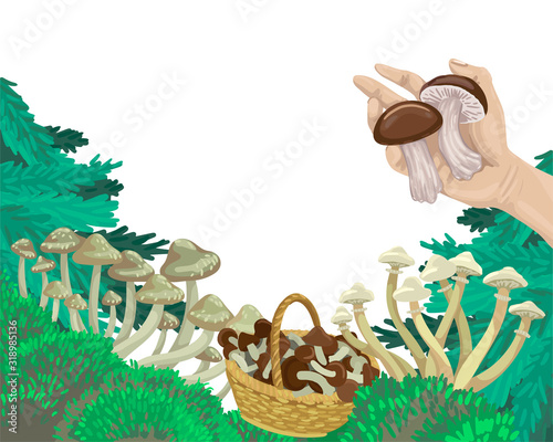 Mushrooms in the forest, pick mushrooms in the basket, the hand holds the fruit. Vector concept illustration.