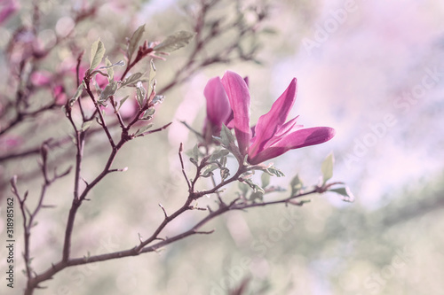 Flower of gentle pink magnolia, spring branch closeup, romantic natural background