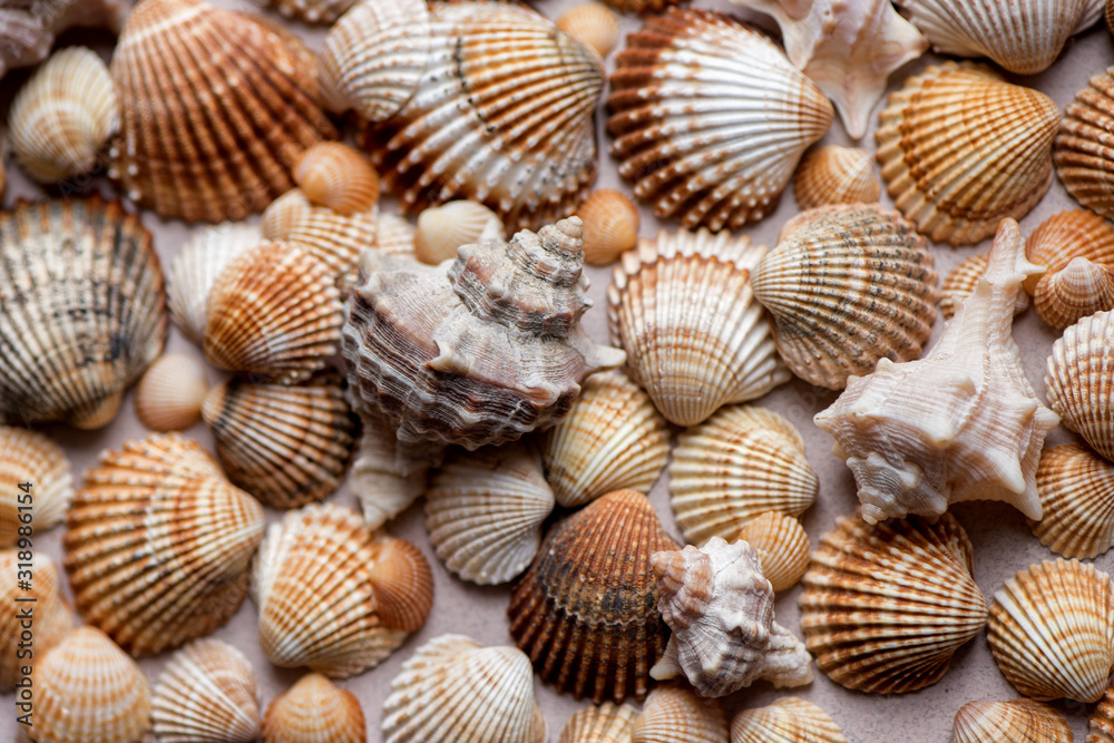 Collection of seashells on a pastel background