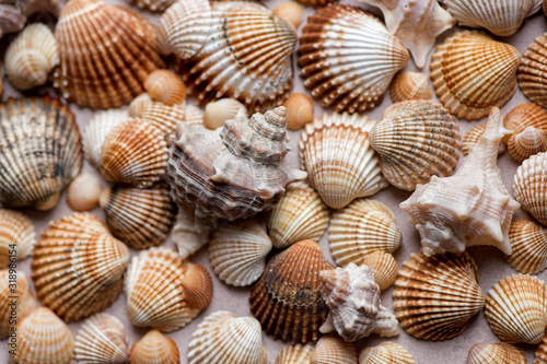 Collection of seashells on a pastel background