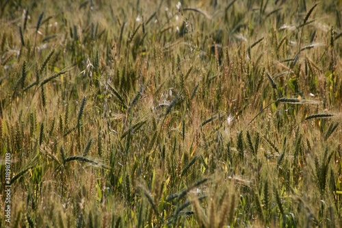Wheat fields © Sridhar