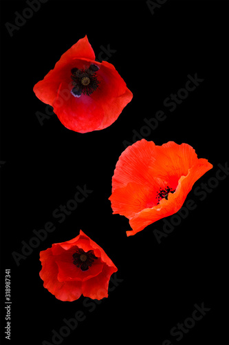  Papaver rhoeas. Bright red summer flower isolated