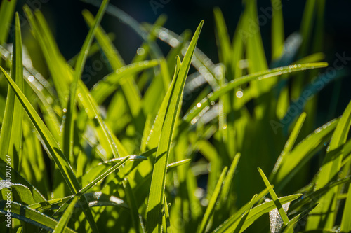 Sunny summer grass macro