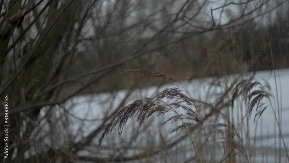 Spikes in a wind,on the shore