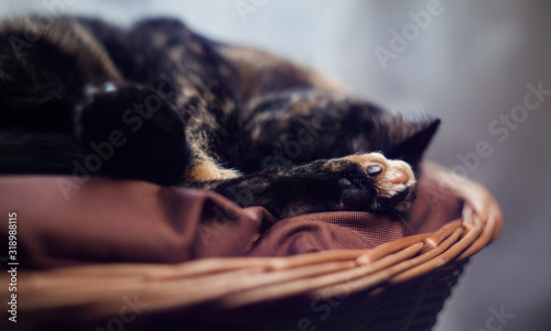closeup photo of a cute tortoiseshell cat in a wicker basket