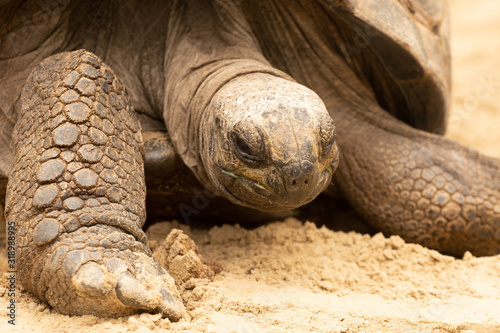 old experienced turtle with many folds and some grass around its mouth