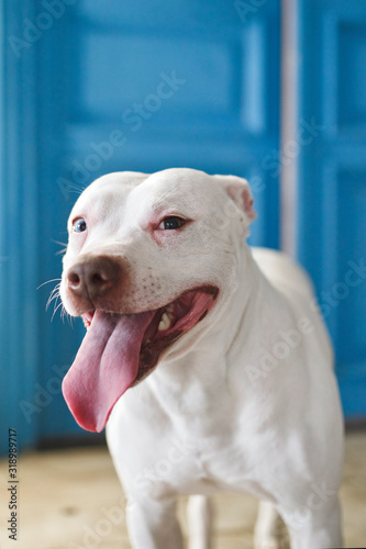 Friendly large white Pitbull dog with multicolored eyes and open mouth with a pink tongue protruding on a blue background. Animal wallpaper.