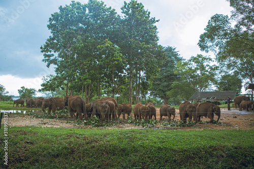 Photography elephants in the park