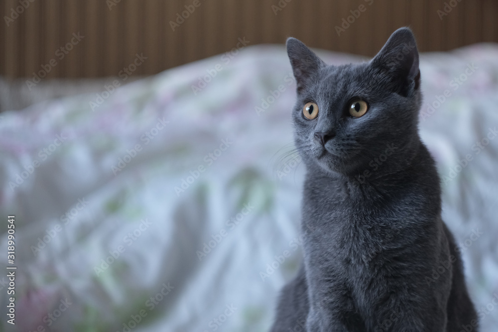 Gray cat of British breed looks with large yellow eyes