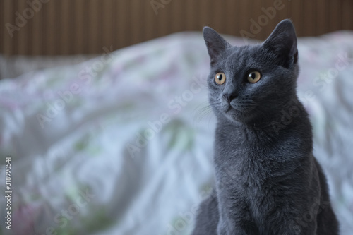 Wallpaper Mural Gray cat of British breed looks with large yellow eyes Torontodigital.ca