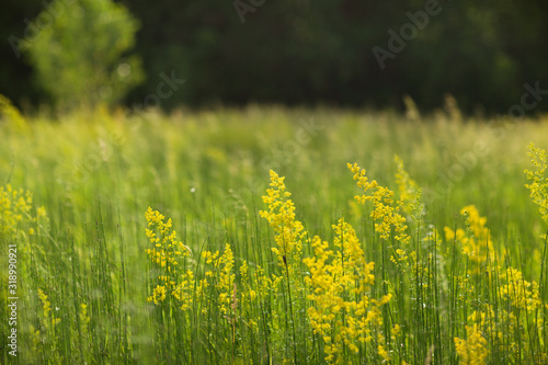  flowering meadows of wild grasses in the rays of sun and blurred trees background