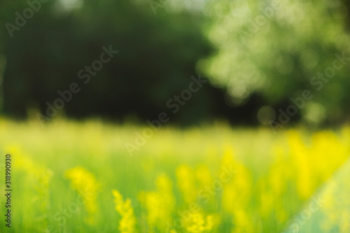 spring flowering meadows blurred background in the rays of sun