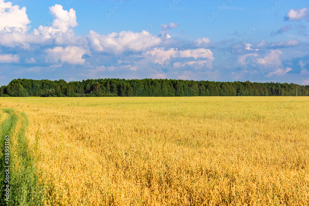 Field of oats on a sunny summer day. Agriculture concept.