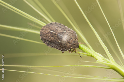 Eurigaster cf Austrian the sunn pest or corn bug brown insect with stripes that becomes a very serious pest in certain human cultures photo