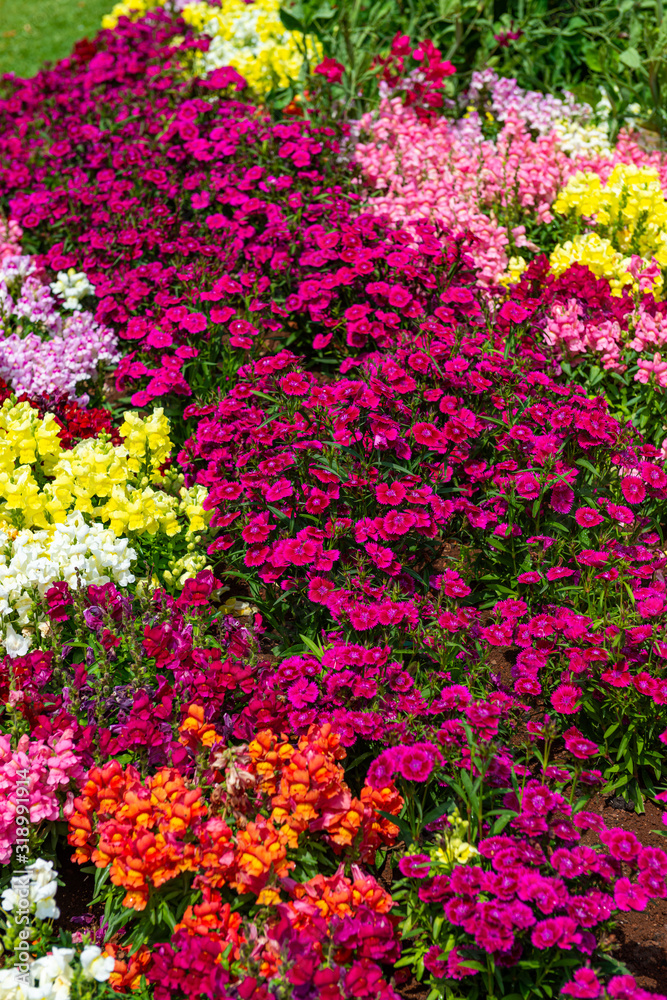 Flower Festival in Toowoomba, QLD, Australia