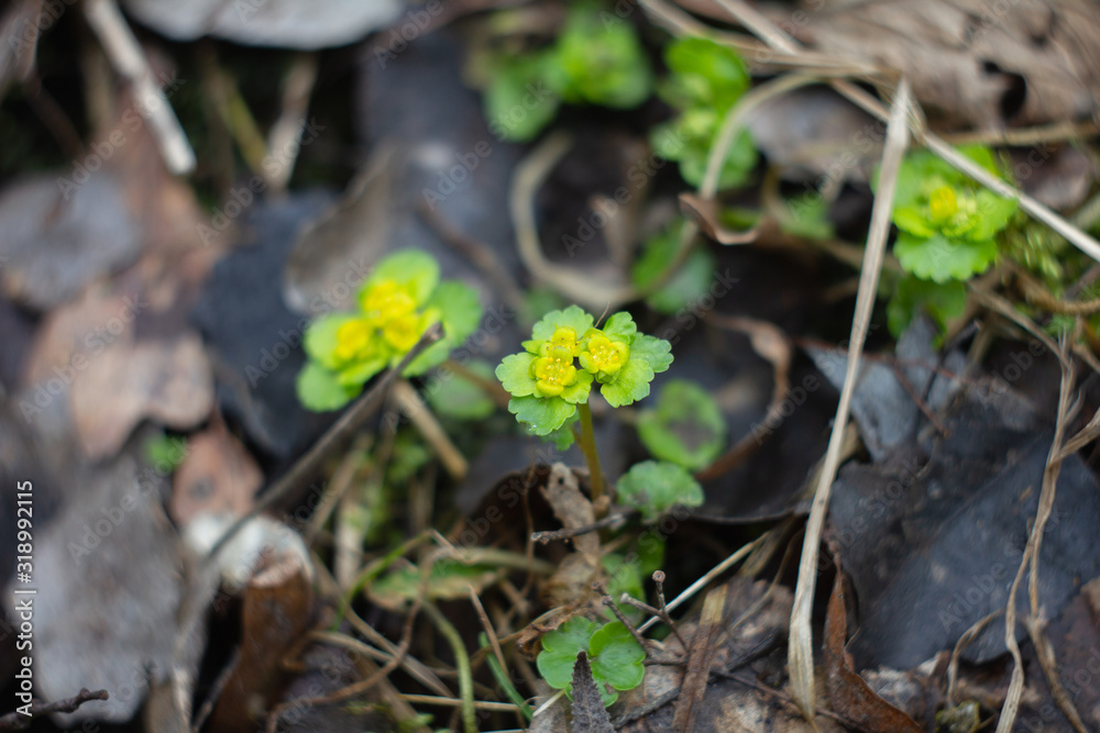 golden saxifrage medicinal plant in spring at water source golden saxifrage medicinal plant in spring at water source