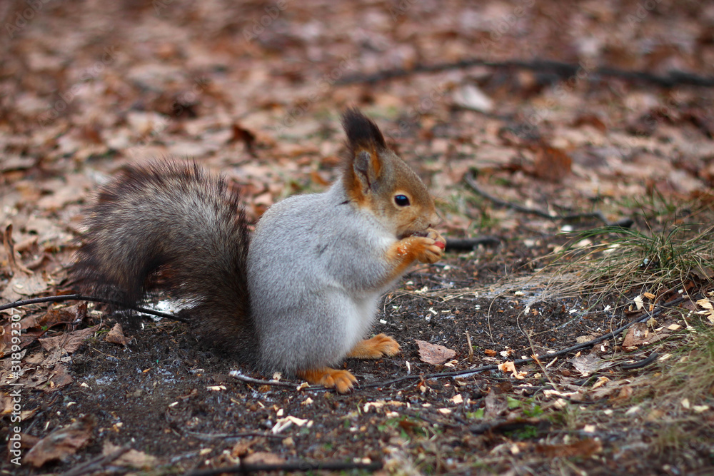 Squirrel eats a nut in the autumn forest