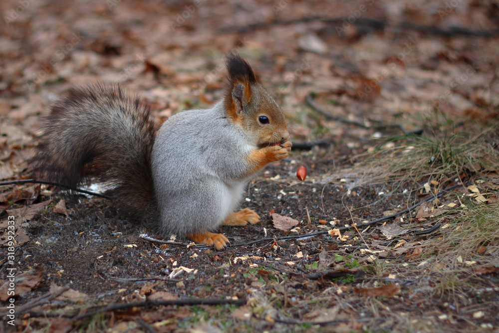 Squirrel eats a nut in the autumn forest Squirrel eats a nut in the autumn forest