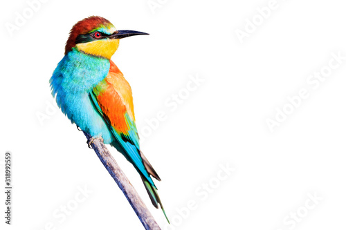 colorful wild bird isolated on white
