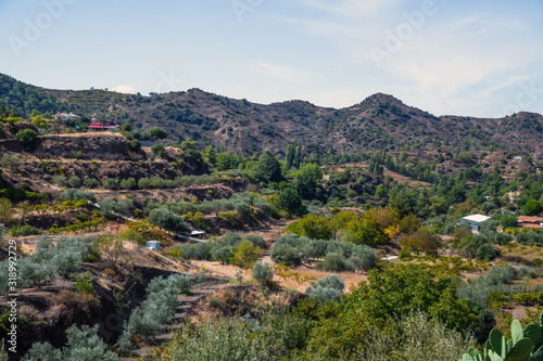 Plain with olive trees and rural houses. Cyprus