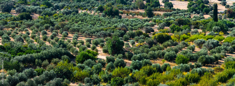 Plain with olive trees in Cyprus. Top view Plain with olive trees in Cyprus. Top view