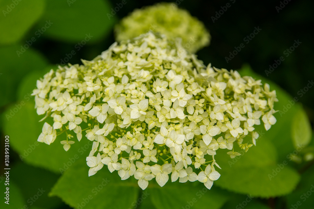 Blooming white hortensia (Hydrangea), Moscow Oblast, Russia Blooming white hortensia (Hydrangea), Moscow Oblast, Russia