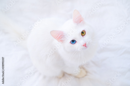 White cat with different color eyes looking up at camera on white bed. Turkish angora with blue and green eye. Adorable domestic pets, heterochromia.