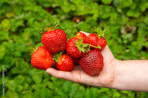Hand holding fresh strawberries. Sharing fresh strawberries from the garden.