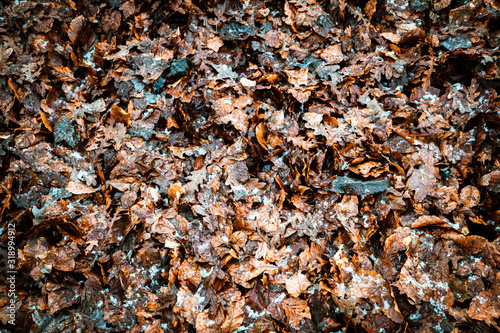 Brown damp leaves lying on ground © Gary