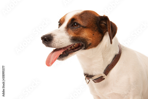 Jack Russell terrier