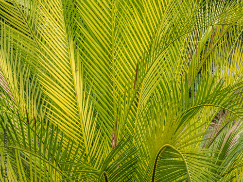 Close up of yellow and green , yellow, green tropical palm branches